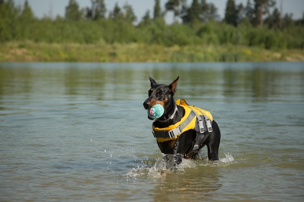 Dobermann Hund in Schwimmweste mit einem Ball im See