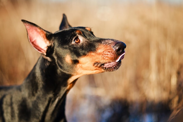 Dobermann Nahaufnahme Gesicht auf Naturhintergrund