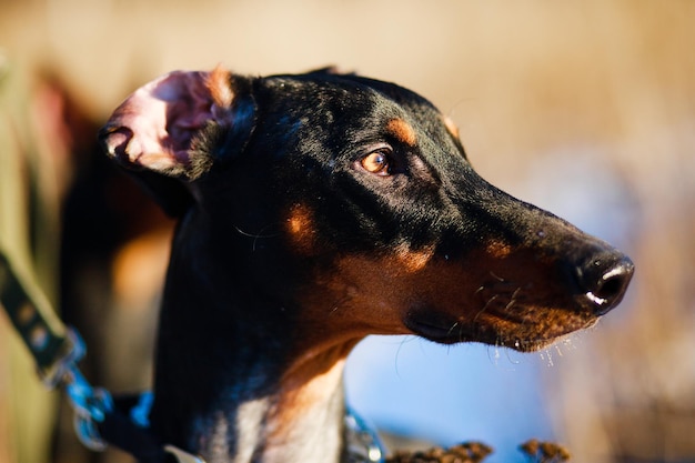 Dobermann Nahaufnahme Gesicht auf Naturhintergrund