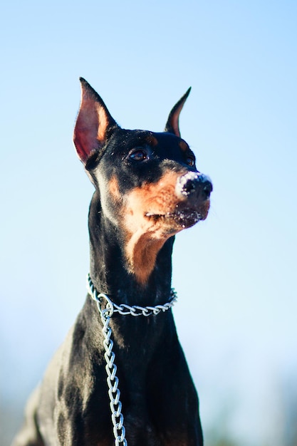 Dobermann Nahaufnahme Gesicht auf Naturhintergrund