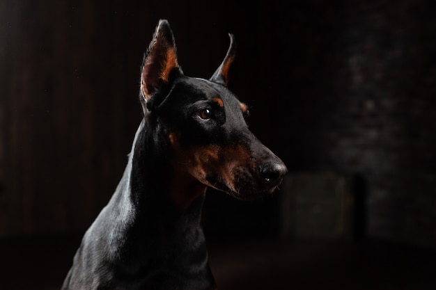 Dobermann Pinscher gegen Vorderansicht des schwarzen Hintergrundes