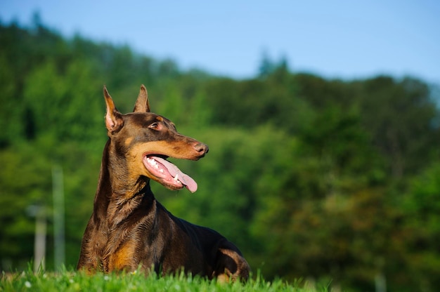 Dobermann-Pinscher liegt auf einem grasbewachsenen Feld