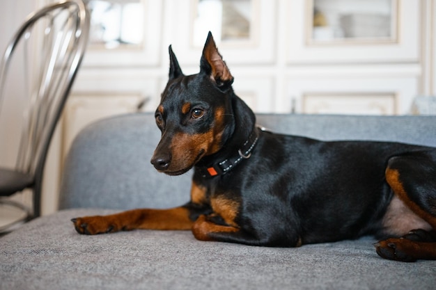 Dobermann Pinscher lindo cachorro em uma pose muito doce na confortável casa