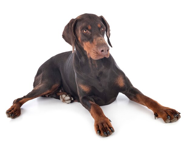 Dobermann pinscher