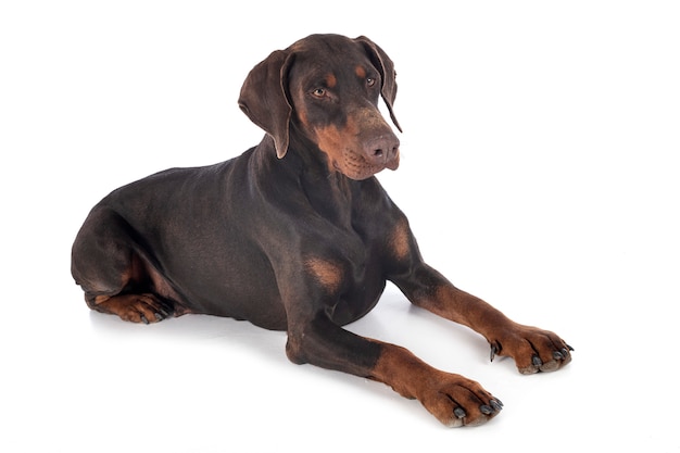 Dobermann pinscher