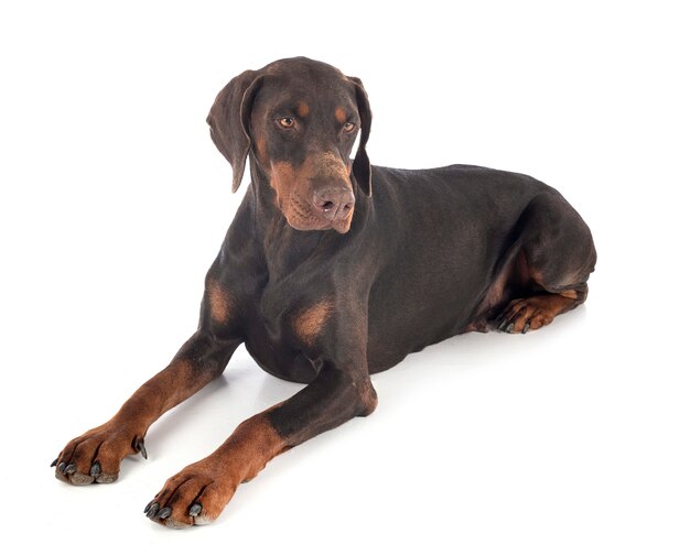 Dobermann pinscher