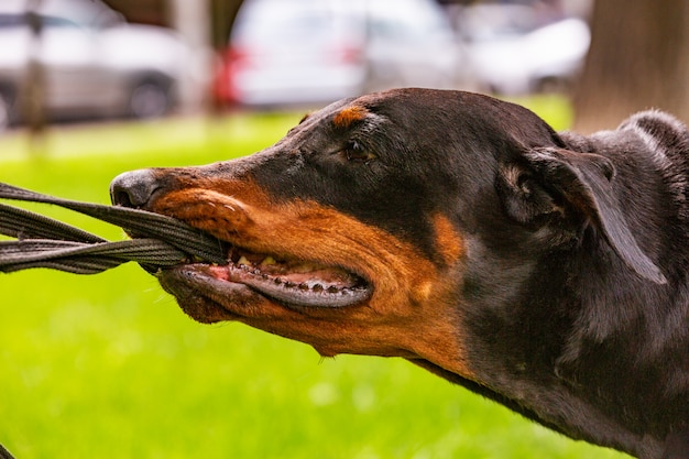 Dobermans pretos tentam puxar a trela das mãos do dono