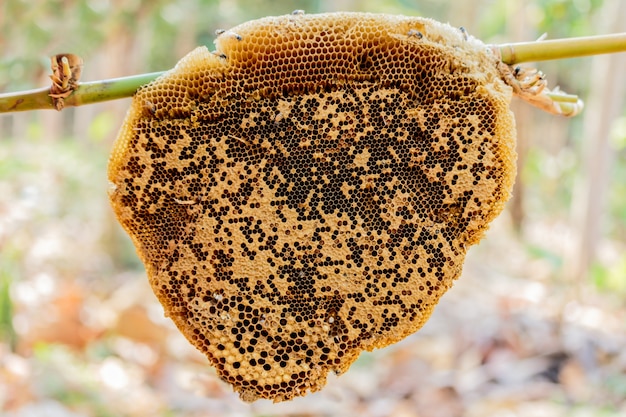 Dobladillo de nido de abeja o Apis florea