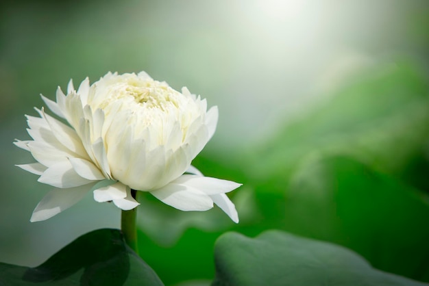 la doble exposición de la flor de loto o el nenúfar y la cara de la estatua de Buda El budismo es popular