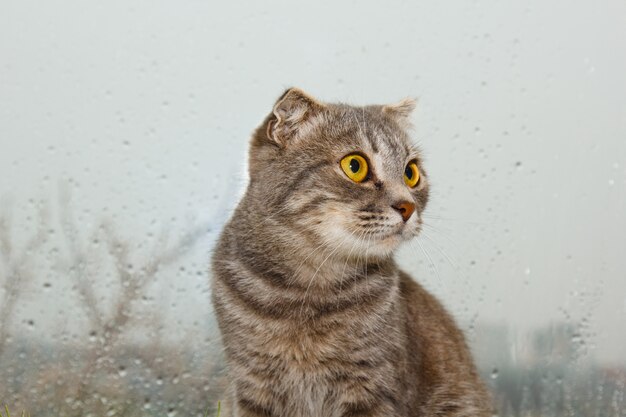 Doble gato escocés sentado en el alféizar de la ventana