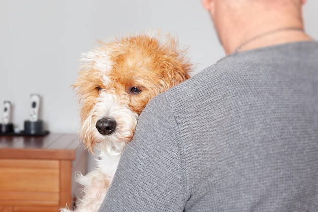 Doce abraço de cachorro