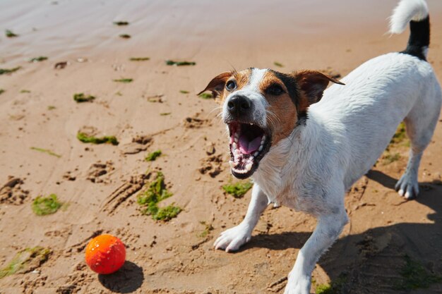 Doce cachorro brinca com brinquedo de bola laranja na praia