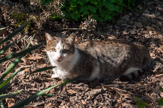 Doce gato caseiro no jardim