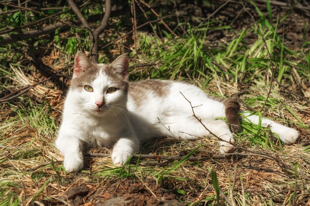 Doce gato caseiro no jardim