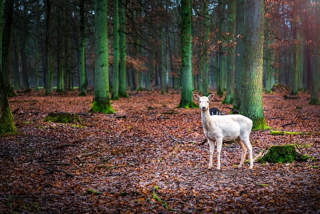 Doce mamífero animal veado em uma floresta