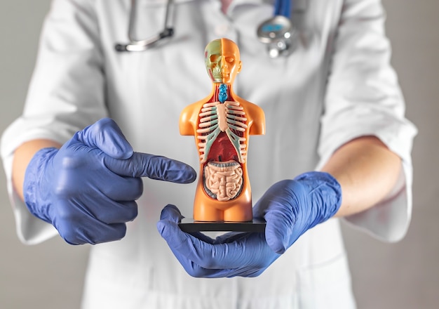 Foto doctor apuntando al símbolo del intestino dentro del concepto de modelo de cuerpo humano de diagnóstico y cuidado intestinal