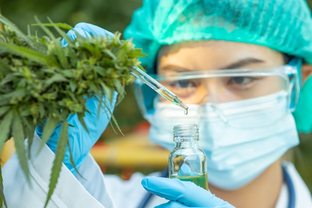 Doctor en ciencia con extracto de aceite de cannabis Sativa esencial de hojas de marihuana para plantas de naturaleza medicinal a base de hierbas.