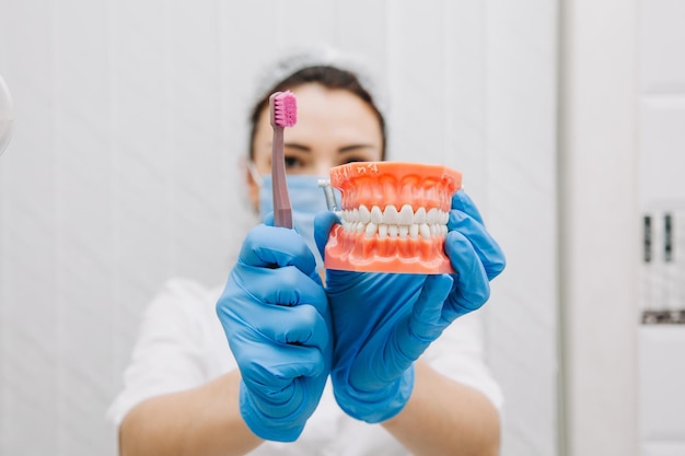 Doctor dentista. Un técnico dental sostiene un modelo de dientes en su mano y se cepilla los dientes. primer plano de una dentadura postiza.