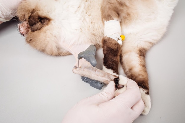 Doctor examinando gato en la sala de rayos x