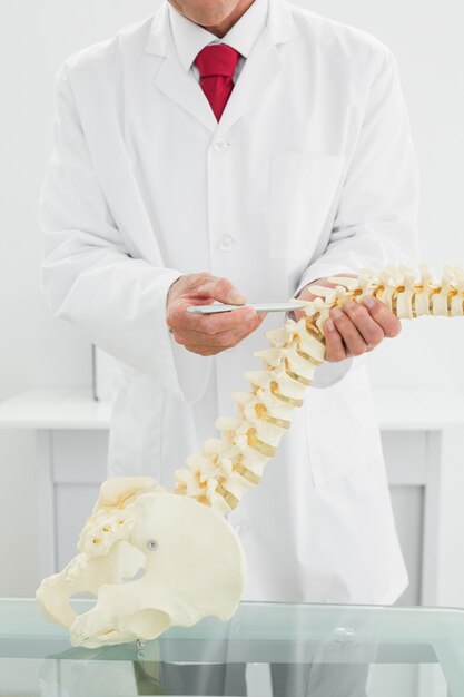 Foto doctor masculino con el modelo de esqueleto