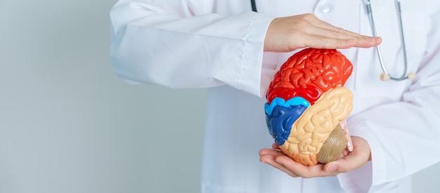 Doctor sosteniendo modelo de cerebro humano Día mundial del tumor cerebral Accidente cerebrovascular Demencia alzheimer parkinson y concepto mundial de salud mental