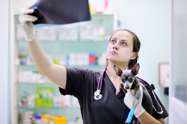 Doctor veterinario de sexo femenino con el perro que mira la radiografía durante el examen en clínica veterinaria. Perrito con pierna rota en clínica veterinaria.