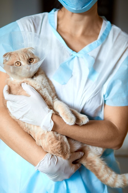 Doctora veterinaria sostiene en sus manos un gato con collar de cono de plástico después de la castración, concepto veterinario.