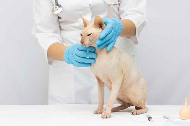 Doctora veterinaria con sphynx canadiense en examen veterinario