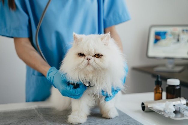 Doctora veterinaria usando estetoscopio para clínica veterinaria de gatitos
