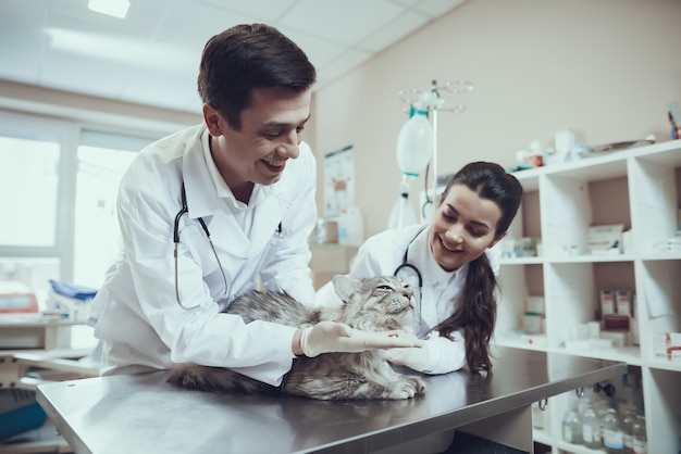 Los doctores veterinarios felices ríen dando pastillas a un gato enfermo