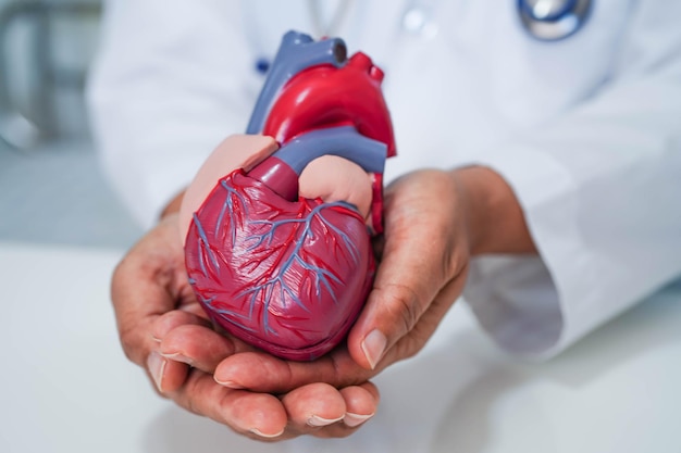 Doença cardiovascular Médico de doenças cardiovasculares com modelo de anatomia humana do coração para tratamento de paciente no hospital