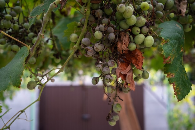 Foto doença da uva, cacho secando. doença de bolor em uvas jovens.