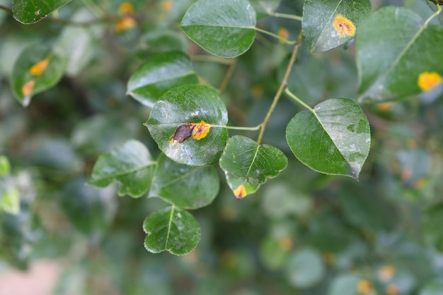 Doença de pereiras closeup Danos Árvore frutífera Folha doente de infecção fúngica Gymnosporangium sabinae Mancha de ferrugem nas folhasO conceito de proteção natureza Ferrugem de pera europeia ou ferrugem de treliça de pera