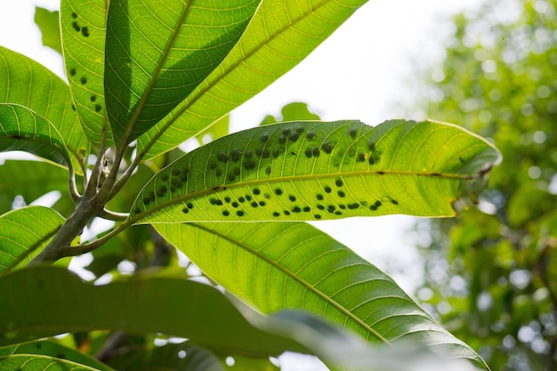 doença folhas verdes fungo, fundo da natureza