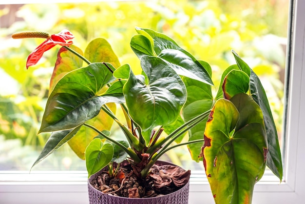 Doenças das folhas de antúrio As folhas têm manchas marrons e secas Manchas ou manchas nas folhas Problemas de plantas de interior Cuidados inadequados