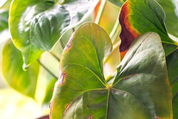 Doenças das folhas de antúrio As folhas têm manchas marrons e secas Manchas ou manchas nas folhas Problemas de plantas de interior Cuidados inadequados