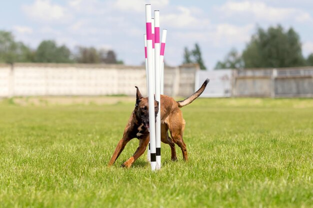 Foto dog agility slalom competiciones deportivas de perros agility dog malinoise perro corriendo por las telas