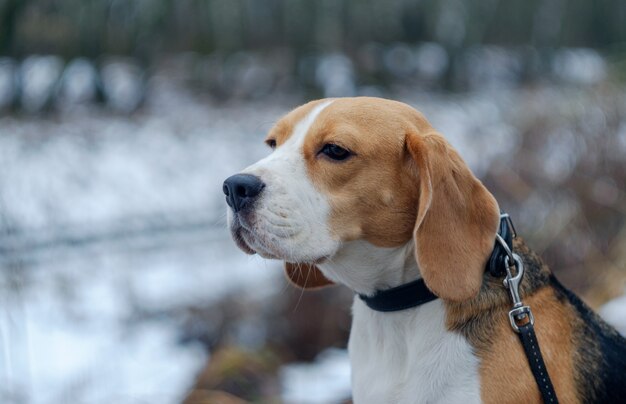 Dog Beagle em uma caminhada na floresta de inverno com montes de neve branca e árvores cobertas de neve