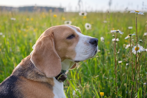 Dog Beagle em uma caminhada no verão em um prado verde com margaridas brancas selvagens