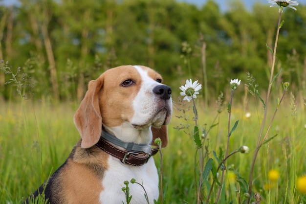 Dog Beagle em uma caminhada no verão em um prado verde com margaridas brancas selvagens