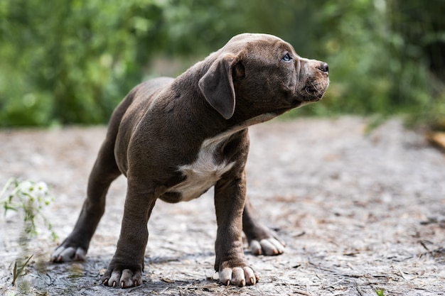 Dog Grey American Pit Bull Terrier, Porträt auf Natur.