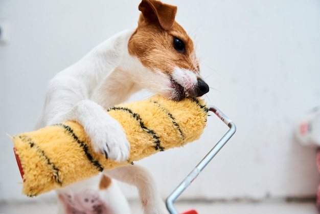 Dog jack russell terrier brincando com rolo de pintura na sala branca