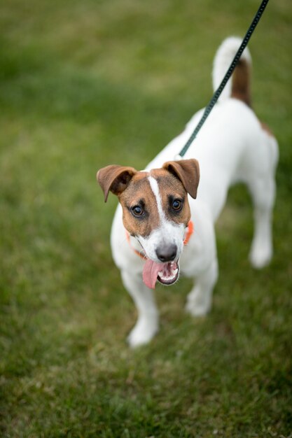 dog jack russell terrier caminhando na grama verde