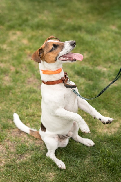 dog jack russell terrier em pé sobre duas patas na grama verde