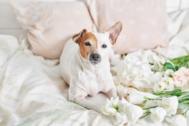 Dog jack russell terrier na cama