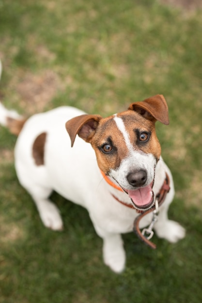 Dog jack russell terrier perto olhando para a câmera na grama