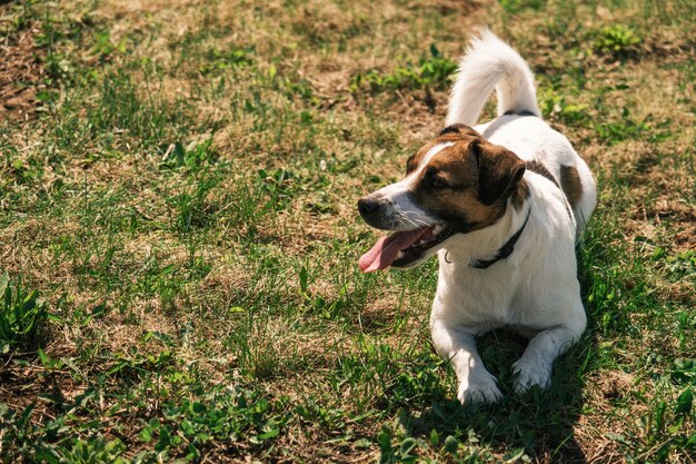 Dog jack russell terrier sentado no gramado, animal de estimação com a língua iluminada ao ar livre