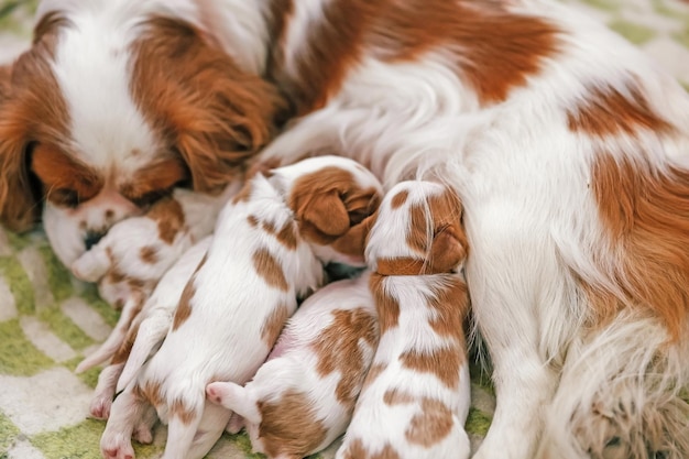 Dog King Charles Spaniel füttert neugeborene blinde Welpen mit Milch, Weichzeichner