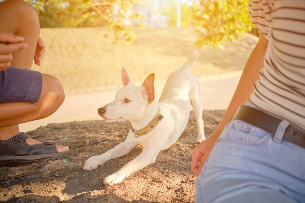 Dog Parson Russell Terrier Rasse spielt im grünen Park mit seinem Besitzer Sommerzeit oder Anfang