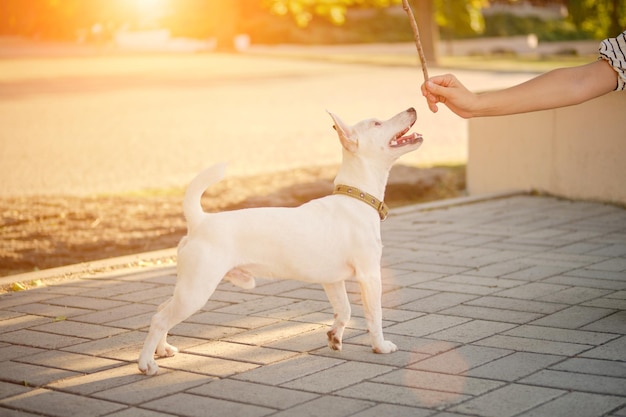 Dog Parson Russell Terrier Rasse spielt im grünen Park mit seinem Besitzer Sommerzeit oder Anfang